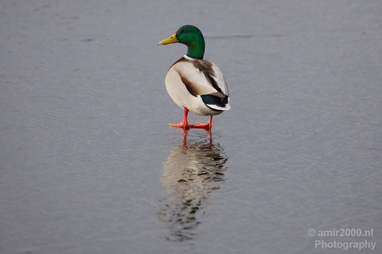 Ducks_nature_winter_scenery_Landscape_Photography_006_Canon_EOS_5D_Mark_IV.JPG