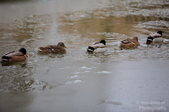 Ducks_nature_winter_scenery_Photography_Landscape_001_Canon_EOS_5D_Mark_IV.JPG
