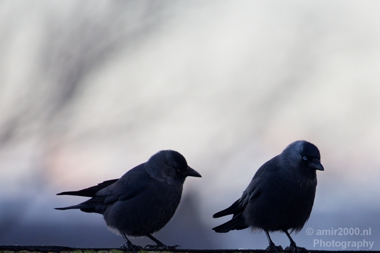 Duo_western_jackdaw_kauw_nature_Birds_Photography_Landscape_005_Canon_EOS_5D_Mark_IV.JPG