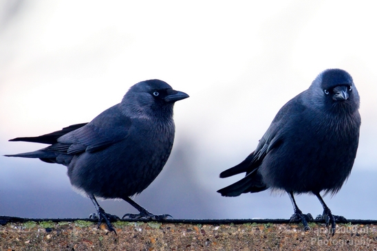 Duo_western_jackdaw_kauw_nature_Birds_Photography_Landscape_006_Canon_EOS_5D_Mark_IV.JPG