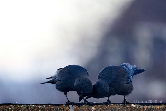 Duo_western_jackdaw_kauw_nature_Birds_Photography_Landscape_007_Canon_EOS_5D_Mark_IV.JPG