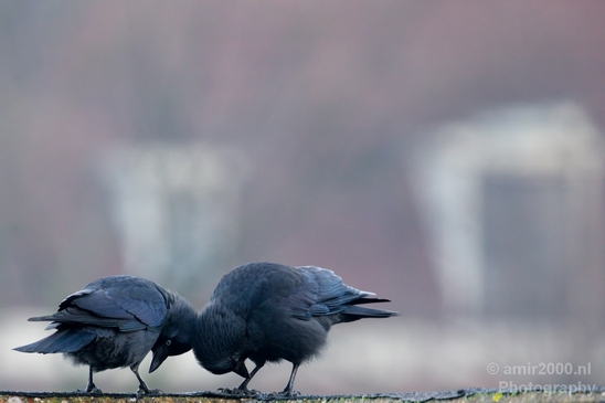 Duo_western_jackdaw_kauw_nature_Birds_Photography_Landscape_008_Canon_EOS_5D_Mark_IV.JPG