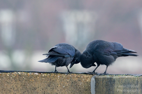 Duo_western_jackdaw_kauw_nature_Birds_Photography_Landscape_009_Canon_EOS_5D_Mark_IV.JPG