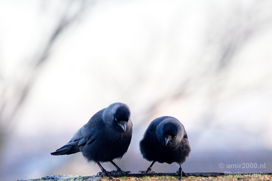 Duo_western_jackdaw_kauw_nature_Birds_Photography_Landscape_010_Canon_EOS_5D_Mark_IV.JPG