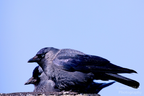 Duo_western_jackdaw_kauw_nature_Birds_Photography_Landscape_011_Canon_EOS_5D_Mark_IV.JPG