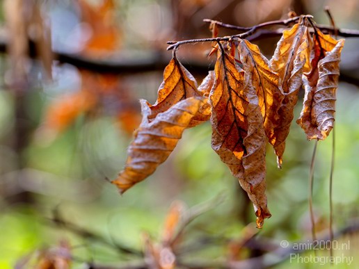 Dutch_Landscape_Nature_Nationaal_Park_Zuid_Kennemerland_Photography_006_Canon_EOS_5D_Mark_IV.JPG