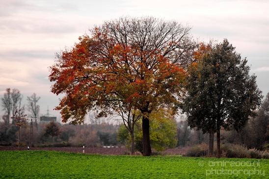 Dutch_automn_colors_fall_herfst_in_Nederland_nature_Landscape_Photography_007_Canon_EOS_5D_Mark_IV.JPG