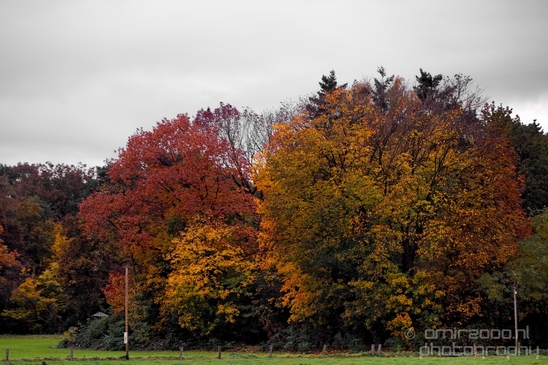 Dutch_automn_colors_fall_herfst_in_Nederland_nature_Landscape_Photography_009_Canon_EOS_5D_Mark_IV.JPG