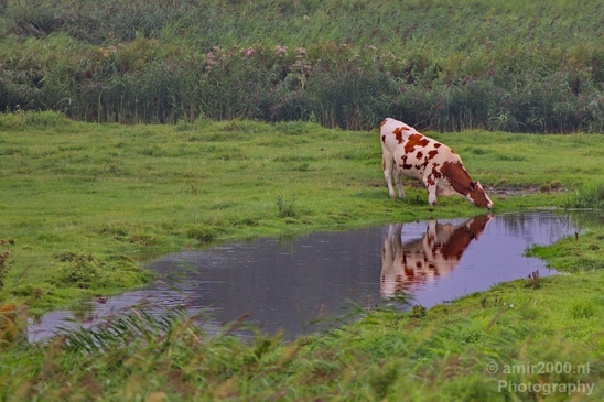 Dutch_cows_north_holland_nature_nederland_Landscape_Photography_001_Canon_EOS_5D_Mark_IV.JPG