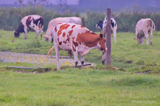 Dutch_cows_north_holland_nature_nederland_Landscape_Photography_002_Canon_EOS_5D_Mark_IV.JPG