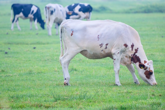 Dutch_cows_north_holland_nature_nederland_Landscape_Photography_003_Canon_EOS_5D_Mark_IV.JPG