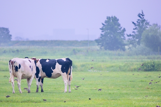 Dutch_cows_north_holland_nature_nederland_Landscape_Photography_004_Canon_EOS_5D_Mark_IV.JPG