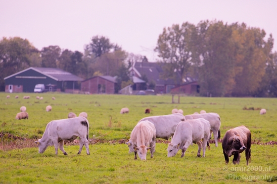 Dutch_cows_north_holland_nature_nederland_Landscape_Photography_005_Canon_EOS_5D_Mark_IV.JPG