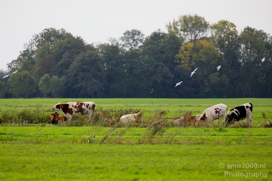 Dutch_cows_north_holland_nature_nederland_Landscape_Photography_006_Canon_EOS_5D_Mark_IV.JPG