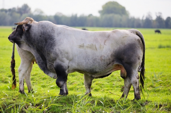 Dutch_cows_north_holland_nature_nederland_Landscape_Photography_007_Canon_EOS_5D_Mark_IV.JPG