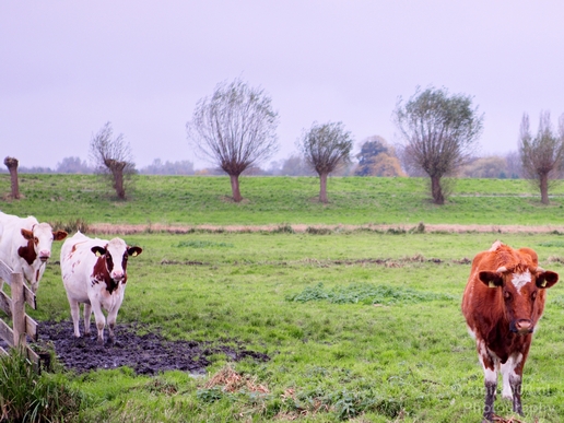 Dutch_cows_north_holland_nature_nederland_Landscape_Photography_009_Canon_EOS_5D_Mark_IV.JPG