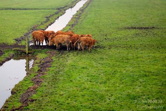 Dutch_cows_north_holland_nature_nederland_Landscape_Photography_010_Canon_EOS_5D_Mark_IV.JPG