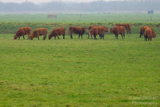 Dutch_cows_north_holland_nature_nederland_Landscape_Photography_012_Canon_EOS_5D_Mark_IV.JPG