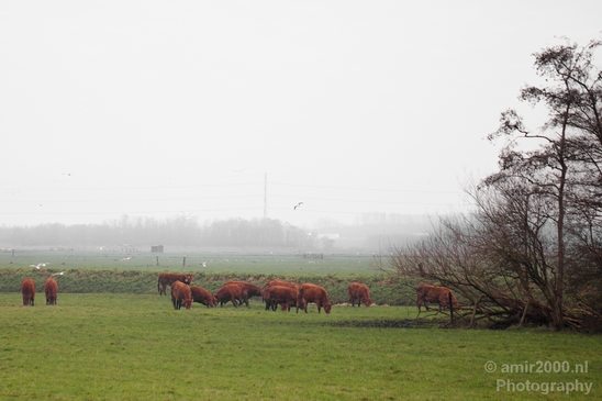 Dutch_cows_north_holland_nature_nederland_Landscape_Photography_013_Canon_EOS_5D_Mark_IV.JPG