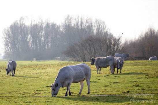 Dutch_cows_north_holland_nature_nederland_Landscape_Photography_014_Canon_EOS_5D_Mark_IV.JPG