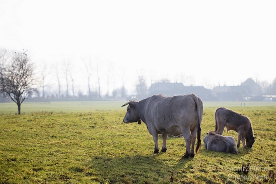 Dutch_cows_north_holland_nature_nederland_Landscape_Photography_015_Canon_EOS_5D_Mark_IV.JPG