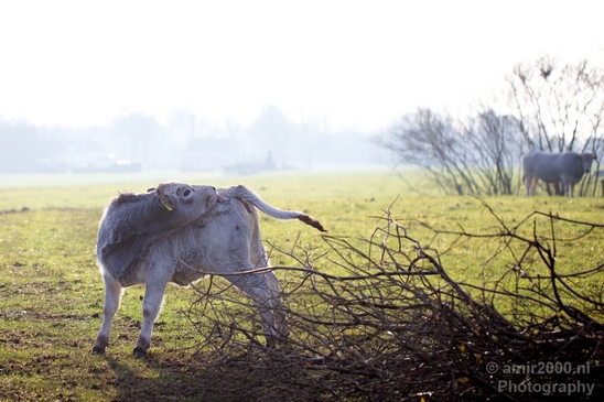 Dutch_cows_north_holland_nature_nederland_Landscape_Photography_016_Canon_EOS_5D_Mark_IV.JPG