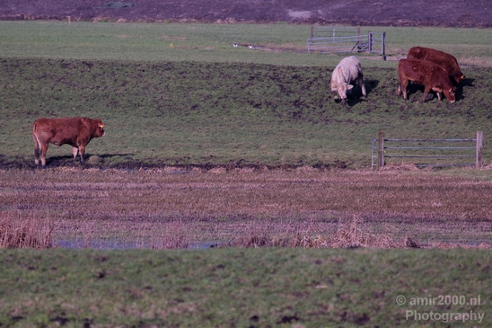 Dutch_cows_north_holland_nature_nederland_Landscape_Photography_017_Canon_EOS_5D_Mark_IV.JPG