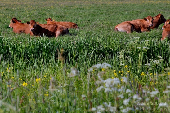 Dutch_cows_north_holland_nature_nederland_Landscape_Photography_018_Canon_EOS_5D_Mark_IV.JPG