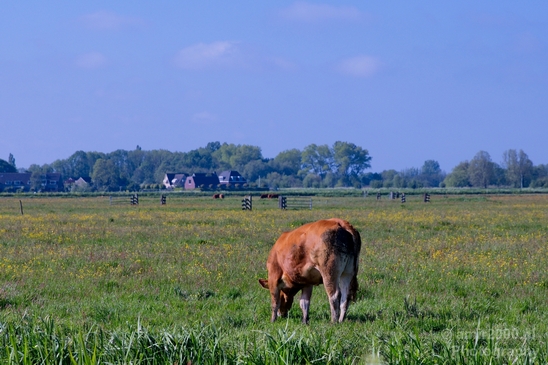 Dutch_cows_north_holland_nature_nederland_Landscape_Photography_019_Canon_EOS_5D_Mark_IV.JPG