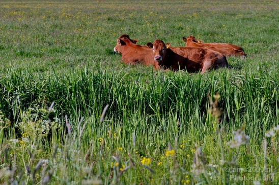 Dutch_cows_north_holland_nature_nederland_Landscape_Photography_020_Canon_EOS_5D_Mark_IV.JPG
