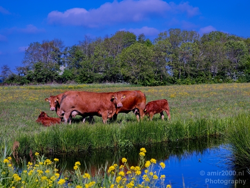 Dutch_cows_north_holland_nature_nederland_Landscape_Photography_021_Canon_EOS_5D_Mark_IV.JPG