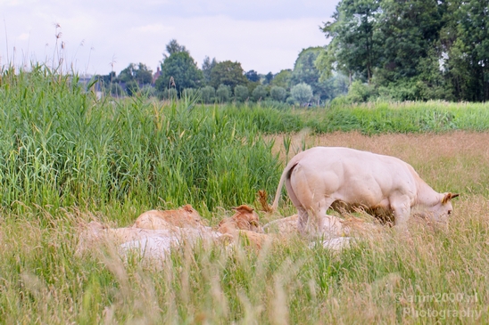 Dutch_cows_north_holland_nature_nederland_Landscape_Photography_022_Canon_EOS_5D_Mark_IV.JPG