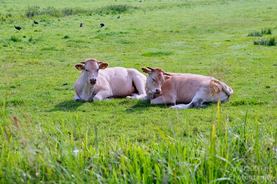 Dutch_cows_north_holland_nature_nederland_Landscape_Photography_023_Canon_EOS_5D_Mark_IV.JPG