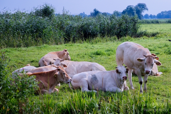 Dutch_cows_north_holland_nature_nederland_Landscape_Photography_024_Canon_EOS_5D_Mark_IV.JPG