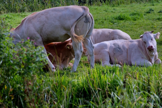 Dutch_cows_north_holland_nature_nederland_Landscape_Photography_025_Canon_EOS_5D_Mark_IV.JPG