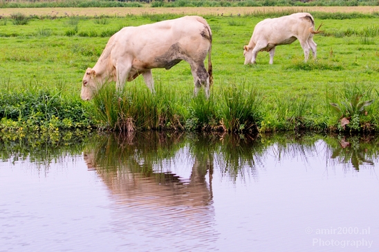 Dutch_cows_north_holland_nature_nederland_Landscape_Photography_026_Canon_EOS_5D_Mark_IV.JPG