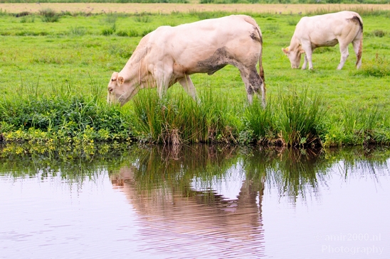 Dutch_cows_north_holland_nature_nederland_Landscape_Photography_027_Canon_EOS_5D_Mark_IV.JPG