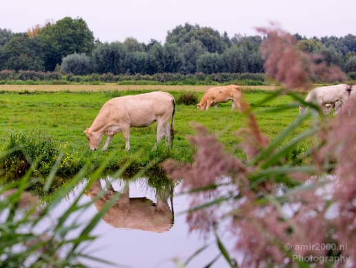 Dutch_cows_north_holland_nature_nederland_Landscape_Photography_028_Canon_EOS_5D_Mark_IV.JPG