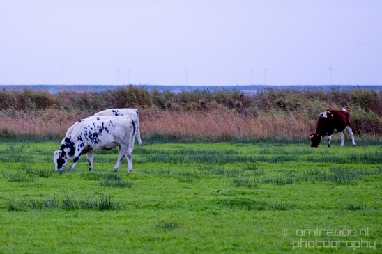 Dutch_cows_north_holland_nature_nederland_Landscape_Photography_029_Canon_EOS_5D_Mark_IV.JPG