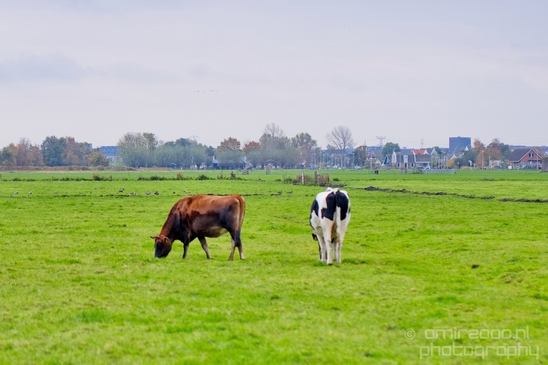 Dutch_cows_north_holland_nature_nederland_Landscape_Photography_030_Canon_EOS_5D_Mark_IV.JPG