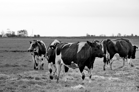 Dutch_cows_north_holland_nature_nederland_Landscape_Photography_031_Canon_EOS_5D_Mark_IV.JPG