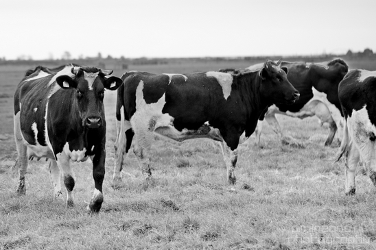 Dutch_cows_north_holland_nature_nederland_Landscape_Photography_032_Canon_EOS_5D_Mark_IV.JPG