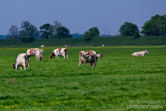 Dutch_cows_north_holland_nature_nederland_Landscape_Photography_033_Canon_EOS_5D_Mark_IV.JPG