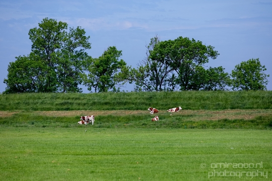 Dutch_cows_north_holland_nature_nederland_Landscape_Photography_034_Canon_EOS_5D_Mark_IV.JPG