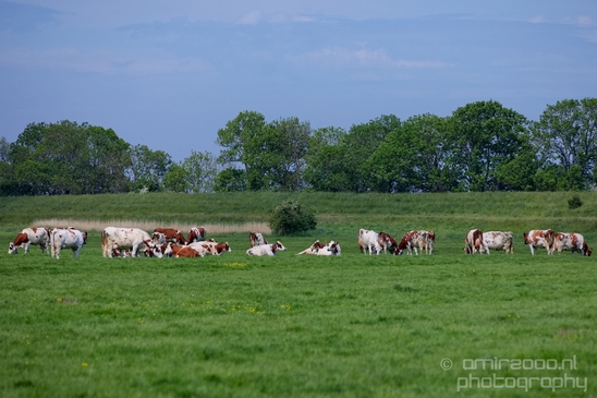 Dutch_cows_north_holland_nature_nederland_Landscape_Photography_035_Canon_EOS_5D_Mark_IV.JPG