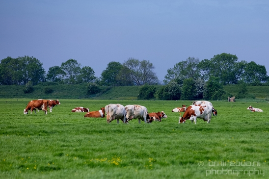 Dutch_cows_north_holland_nature_nederland_Landscape_Photography_036_Canon_EOS_5D_Mark_IV.JPG