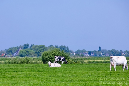 Dutch_cows_north_holland_nature_nederland_Landscape_Photography_037_Canon_EOS_5D_Mark_IV.JPG