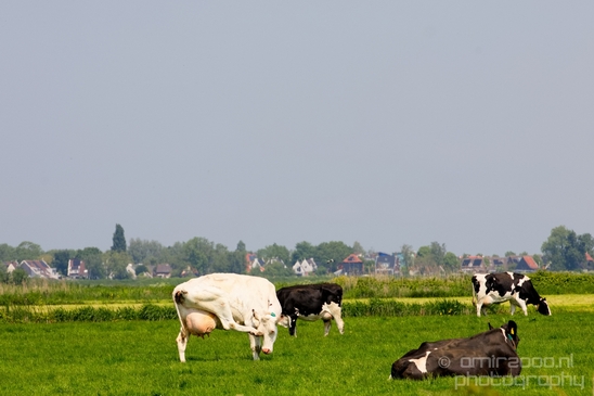Dutch_cows_north_holland_nature_nederland_Landscape_Photography_038_Canon_EOS_5D_Mark_IV.JPG