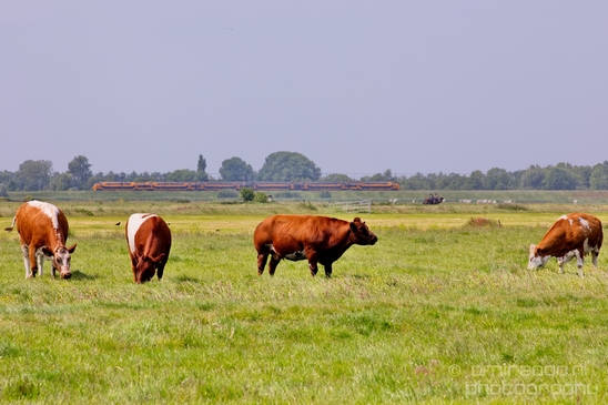 Dutch_cows_north_holland_nature_nederland_Landscape_Photography_039_Canon_EOS_5D_Mark_IV.JPG