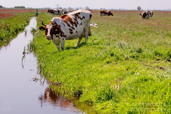 Dutch_cows_north_holland_nature_nederland_Landscape_Photography_041_Canon_EOS_5D_Mark_IV.JPG